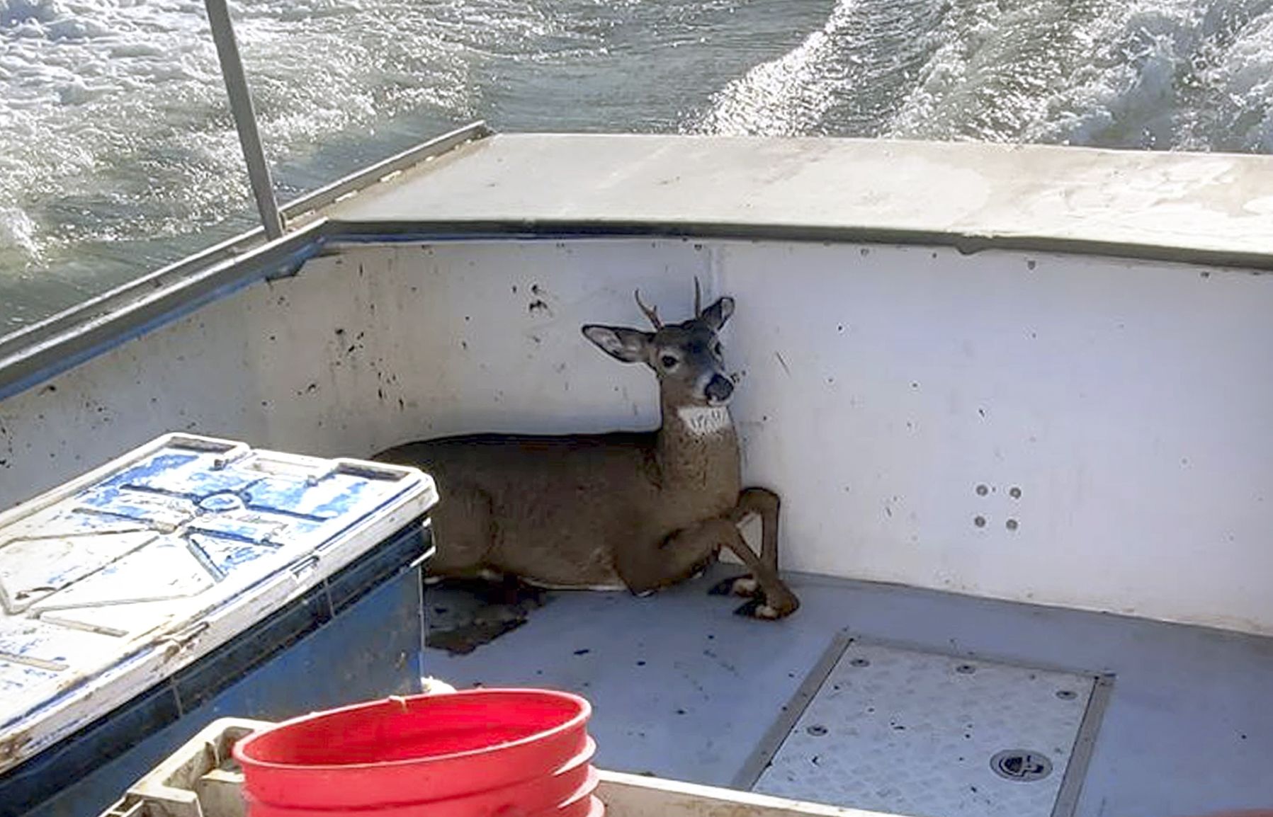 ODD Maine Lobstermen-Deer Rescue